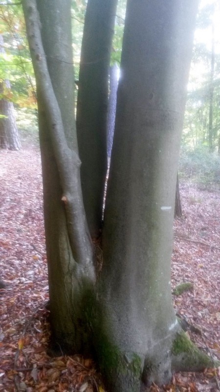 20181020_104838 - Kopie.jpg