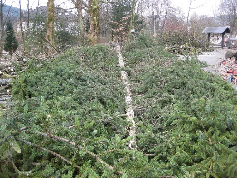 6 Fichte als Brennholz.JPG