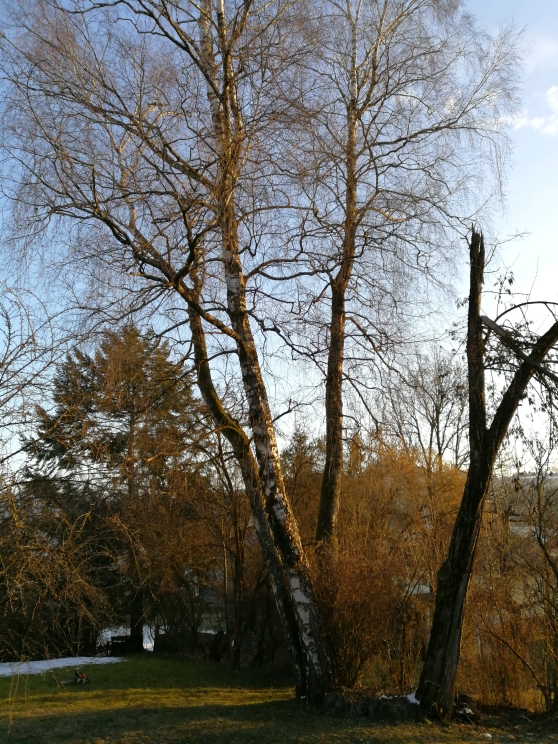 001 Problemfällung.jpg