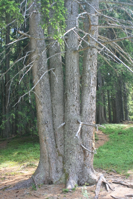 IMG_7186 (427x640).jpg