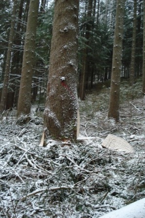 Waldarbeit_Weihnachten_Neujahr_2008 059.jpg