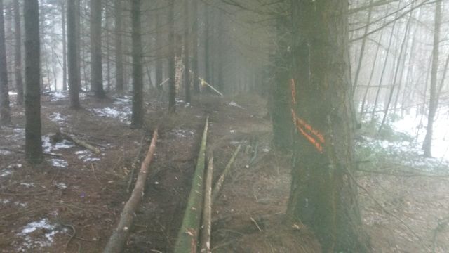 Rückegasse 09.01 (3).jpg