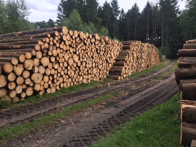 Ernte Fichten 17b.jpg