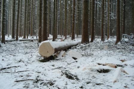 Waldarbeit_Weihnachten_Neujahr_2008 073.jpg
