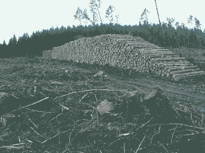 600 Festmeter-Polter.JPG