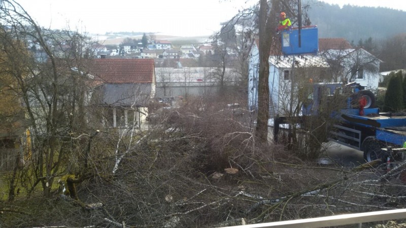 005 Problemfällung.jpg