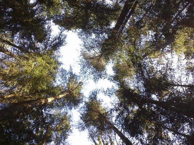 Stangen Juli 005.jpg