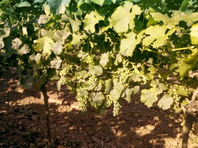 2013-07-27_09-04-02_224.jpg