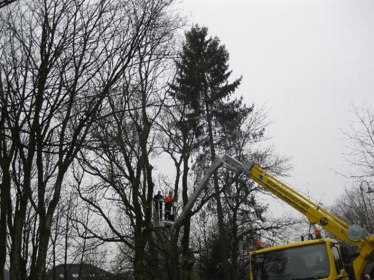 1 Bäume kürzen.JPG