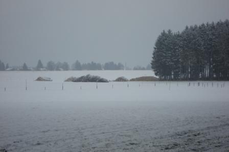 Waldarbeit_Weihnachten_Neujahr_2008 072.jpg