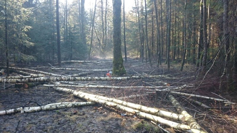 DSC_1156 (Medium).JPG