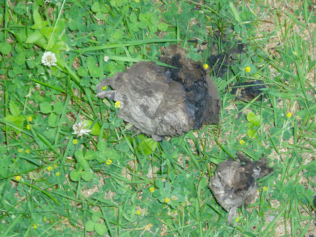 Ergebnis 2010 005.jpg