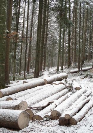 Waldarbeit_Weihnachten_Neujahr_2008 057.jpg