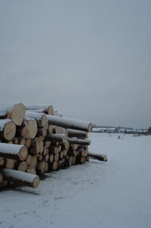 Waldarbeit_Weihnachten_Neujahr_2008 094.jpg
