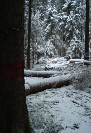 Waldarbeit_Weihnachten_Neujahr_2008 085.jpg