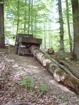 411Eiche_ruecken.jpg