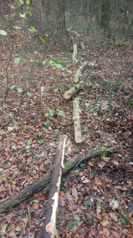 WhatsApp Image 2016-11-15 at 18.58.46.jpeg