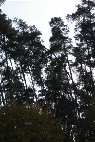 wald 003.jpg