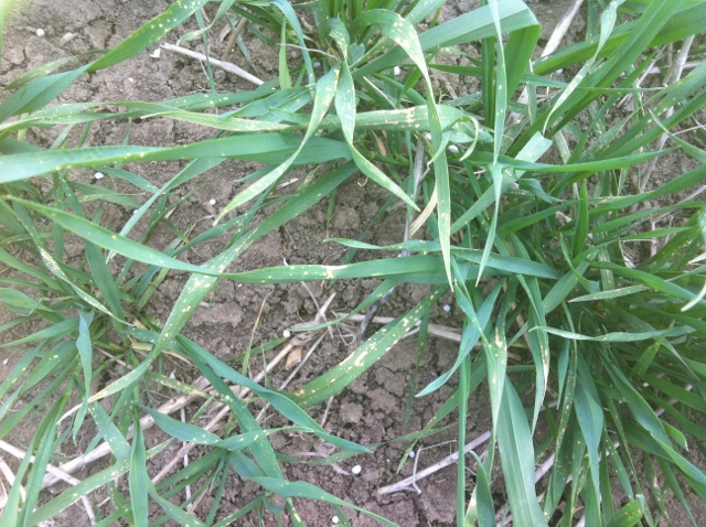 IMG_0177 (640x478).jpg