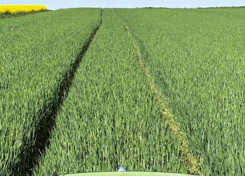 Wini Wintergerste 1 Highlight 30.4.25.JPG