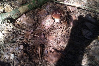 Steinpilz2.jpg
