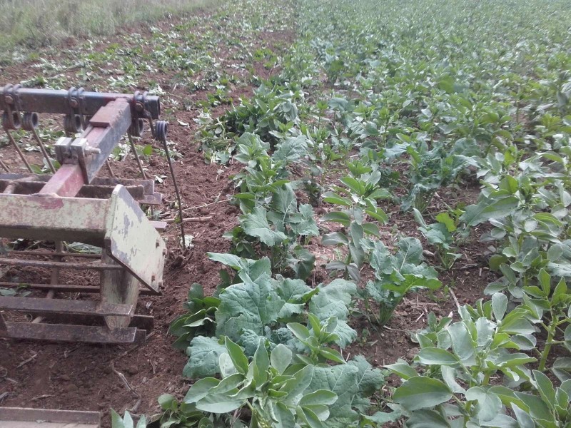 2018-09-21 Ackerbohnen 1.jpg