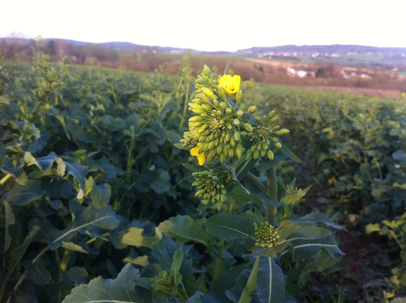 Ausflug Samstag 028.JPG