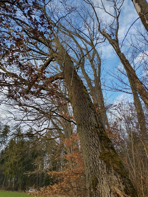 Baum 2 an Baum 1_.jpg