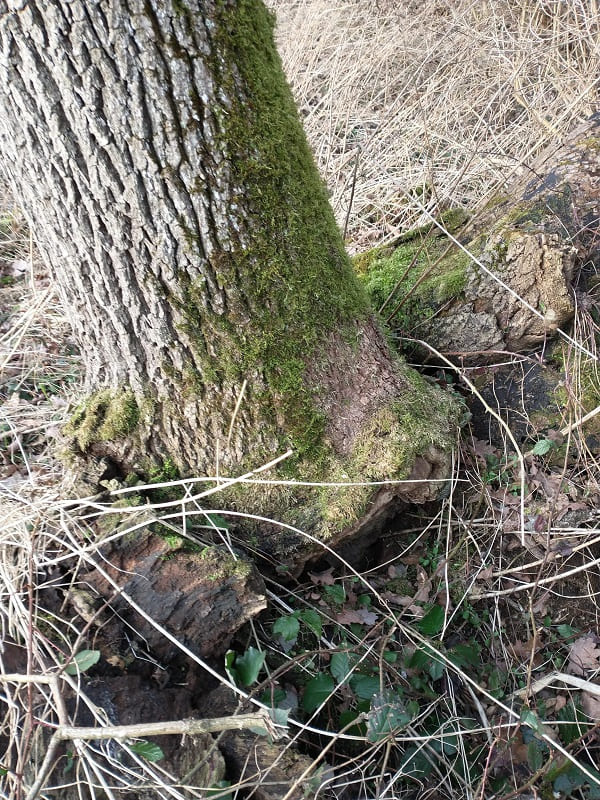 Baum 3 - angehoben.jpg