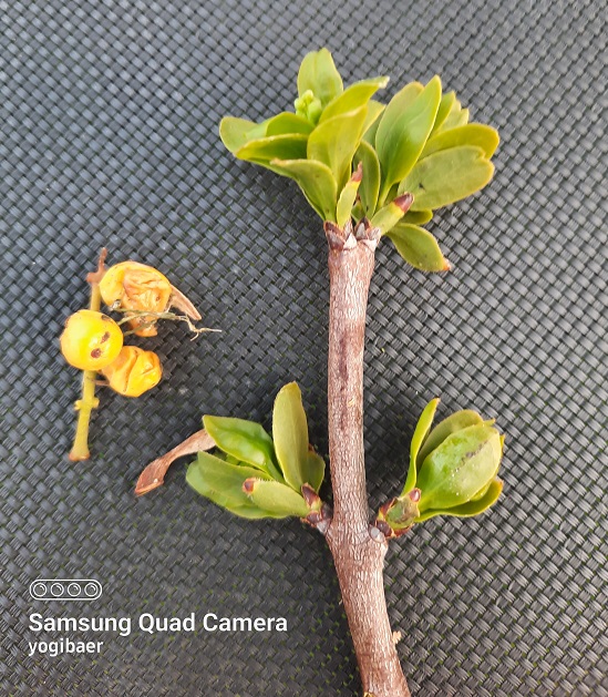 Loranthus europaeus 1.jpg