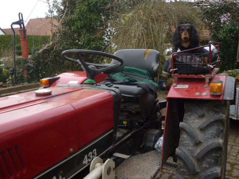 dog on tractor.jpg