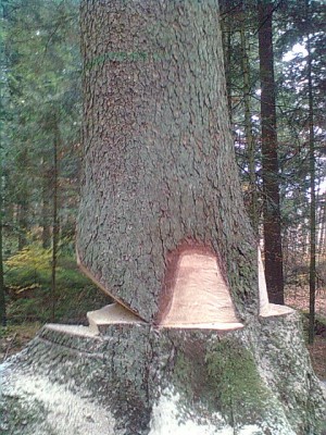 Bild1072.jpg