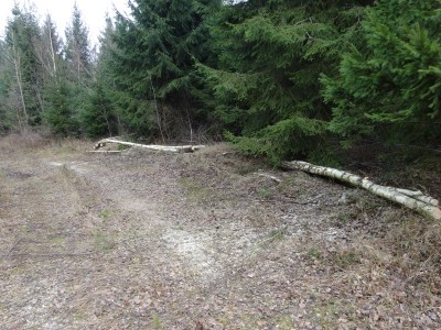 Birken - Abfuhrbereit.jpg