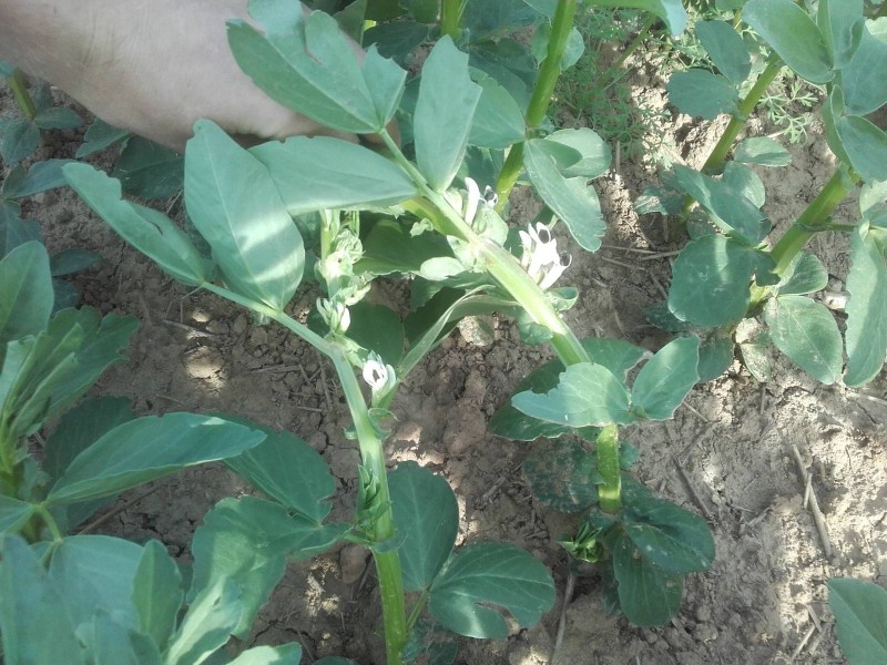 2018-05-23 Ackerbohne 7.jpg