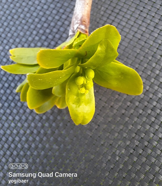 Loranthus europaeus 2.jpg