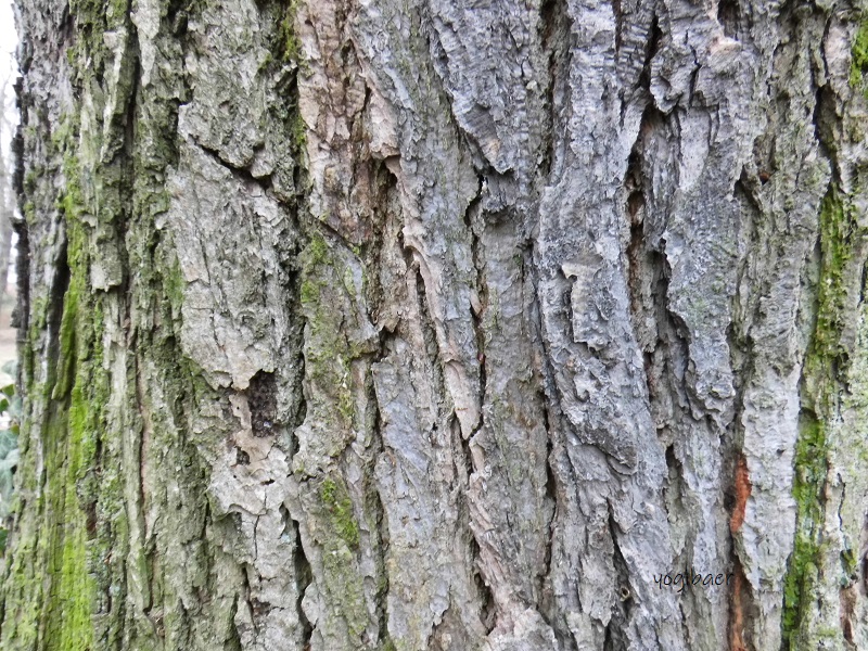 Quercus macranthera Borke.jpg
