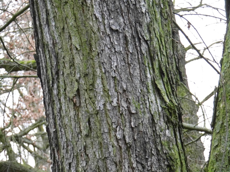 Quercus macranthera Starker Ast.jpg