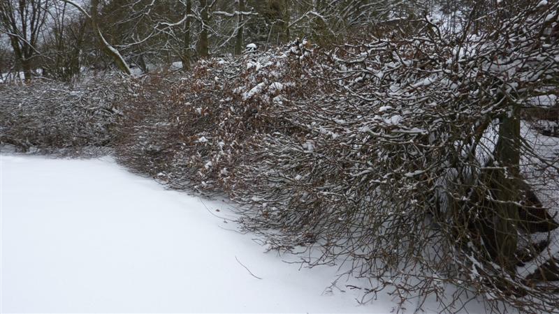 P1040240 (Medium).JPG