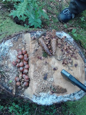 Waldfreund Picknick.jpg