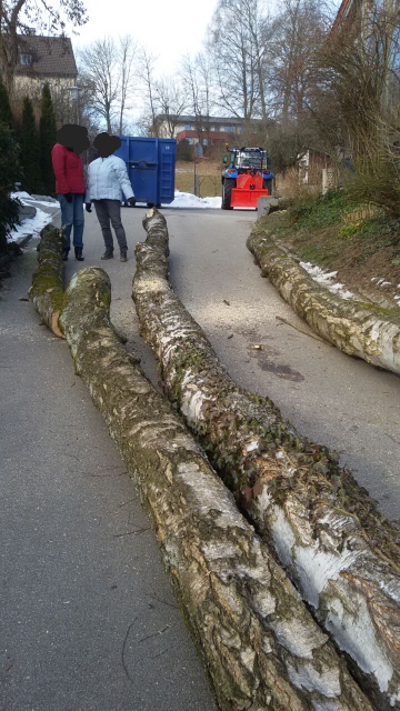 007 Problemfällung.jpg