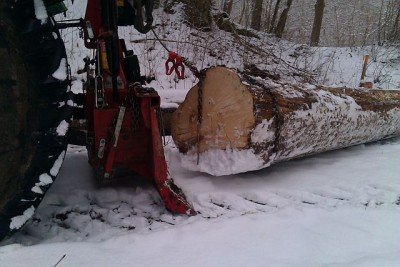 Rücken 16.02.2013c.jpg