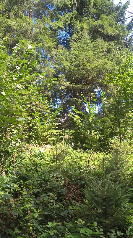 Ich hab noch gesagt, das würde ich da nicht reinwerfen.jpg