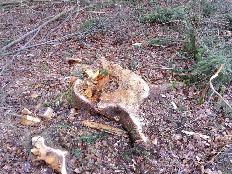 IMG_20140214_101744 (1).jpg