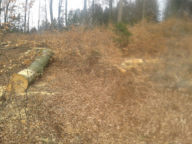 Wald2012 (9) (640x480).jpg