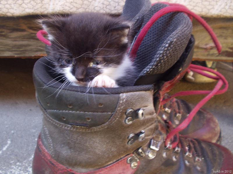 Zorro2_im_Schnittschutzschuh_PA060010_2.JPG