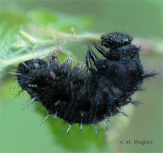 admiral-Raupe.jpg