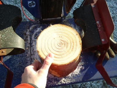 dicke jahresringe.jpg