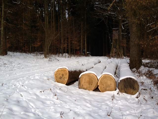 Eichen c 27.01.2013.JPG