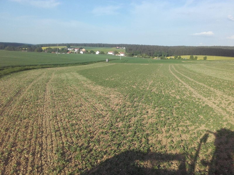 2018-05-08 Ackerbohnen nach striegeln 1.jpg