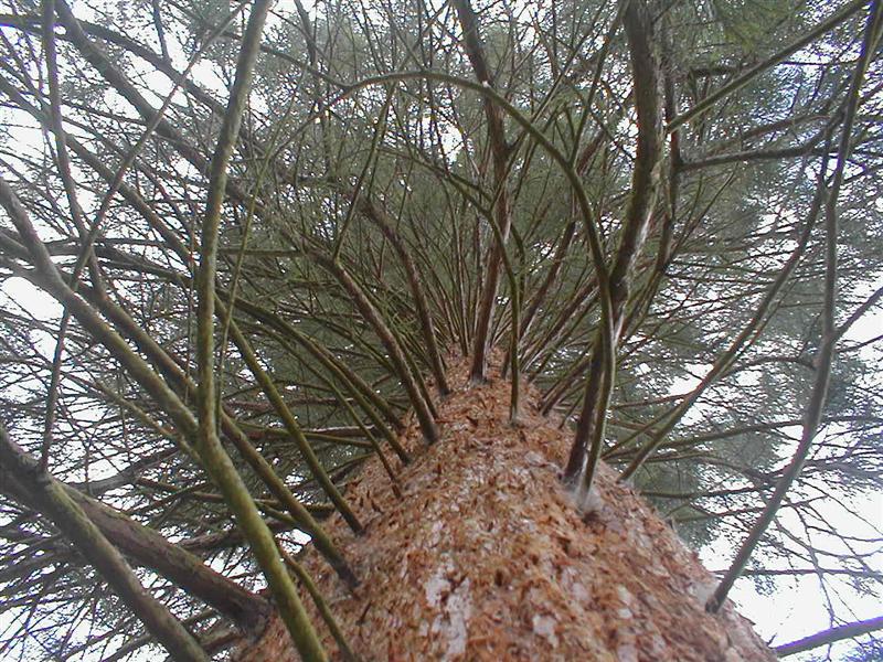 Sequoia, Smart 011 (Medium).jpg